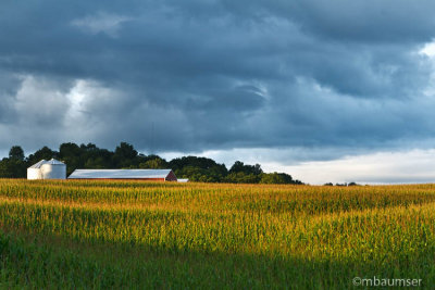 Cornfield Cayuga County NY 54948