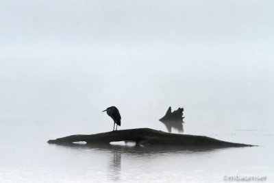 GBH In Fog At Owasco Flats