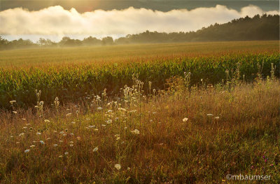 Backlit Field Of Corn Near Owasco 55248
