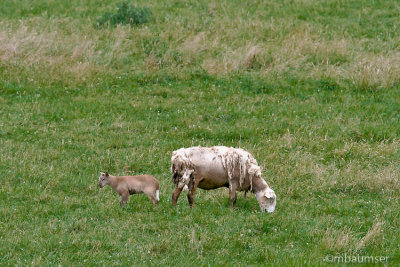 Sheep & Lamb 54857
