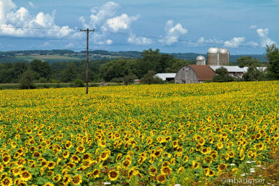 Field Of Sunflowers Near Genoa NY 55379