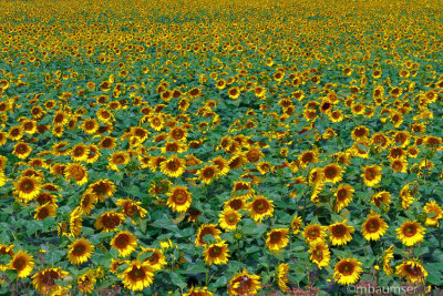 Field Of Sunflowers Near Genoa NY  55374