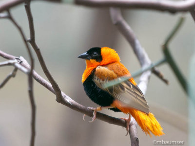 Red Bishop (Euplectes orix) 56094