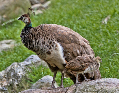 Peahen and Peanut 55897
