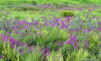 Purple Loosestrife 54956