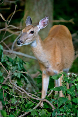 Fawn