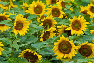 Sunflowers 55497