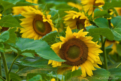 Sunflowers 55504