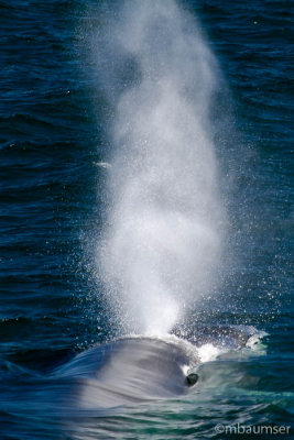 Finback Whale 56846