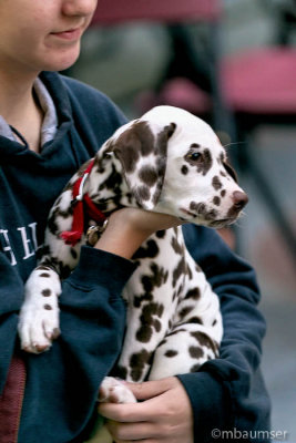 Seeing Spots