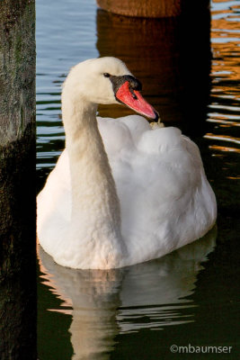 Swan By The Pier