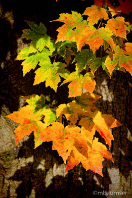 Fall 59842