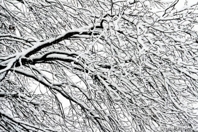 Snowy Branches