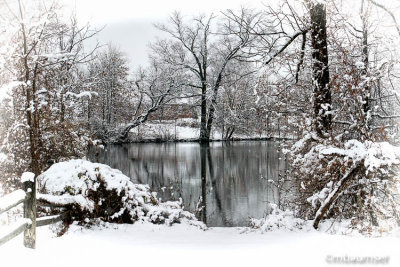 Oak Tree Pond In The Snow