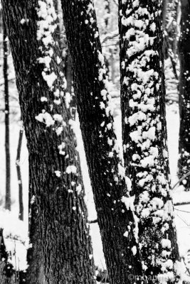 Snow on Tree Trunks