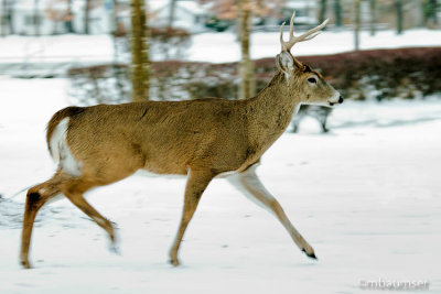 Buck On The Move