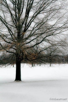 Trees At Plainfield West Nine