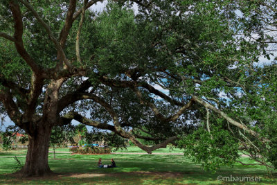 Picnic In The Park 62071