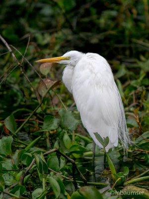 Great White Egret Bayou 62269