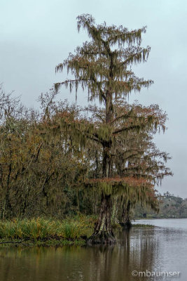 Bayou 62291