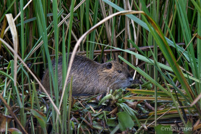 Nutria Bayou 62410