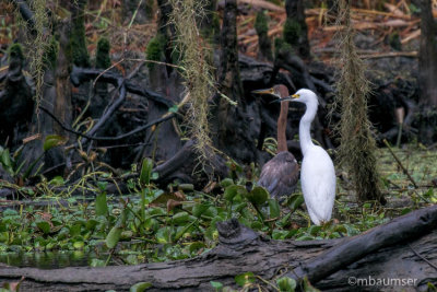  Snowy Egret And Tri-Color Heron Bayou 62441