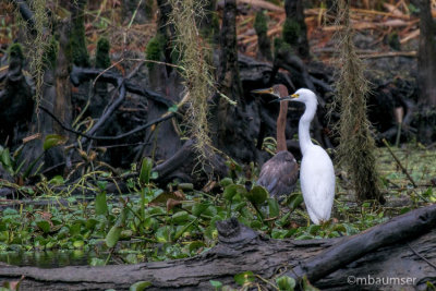 Snowy Egret And Tri-Color Heron Bayou 62441