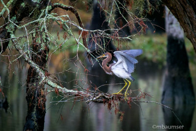 Tri Color Heron Bayou 62448