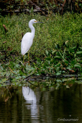 Snowy Egret Bayou 62476