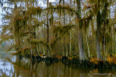 Bayou 62483