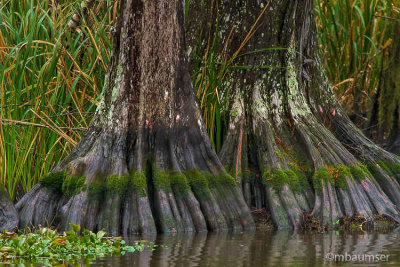 Bayou 62574