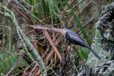 Anhinga Bayou 62616