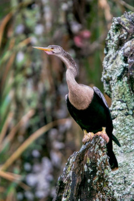 Anhinga Bayou 62631