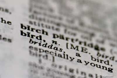 Bird Is The Word