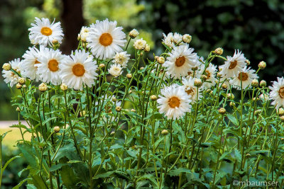 Daisies