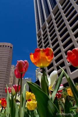 Towering Tulips