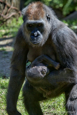 Bronx Zoo Gorilla Baby