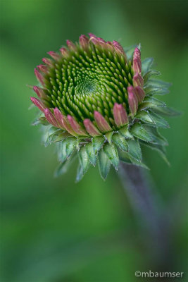 Unknown Flower