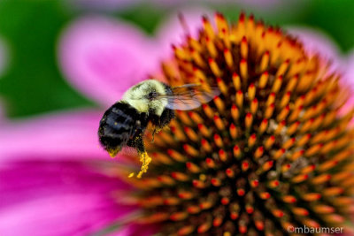 Bumble Bee In Flight