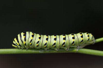 Eastern Black Swallowtail Caterpillar 75626