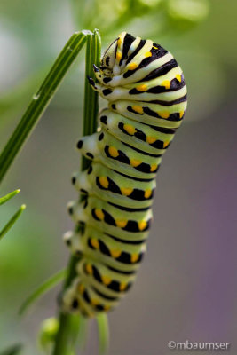 Eastern Black Swallowtail Caterpillar 77878