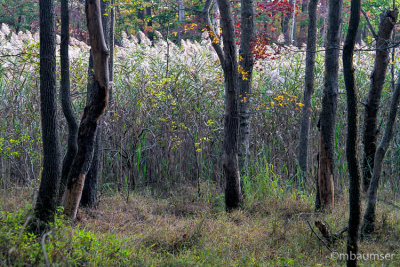 Cheesequake State Park, NJ 80532