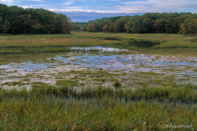 Cheesequake State Park, NJ 80582