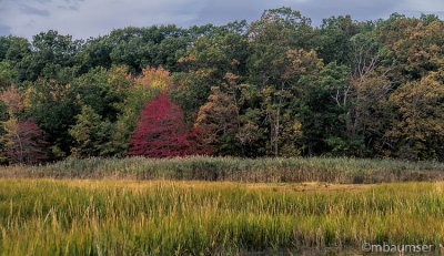 Cheesequake State Park, NJ 80595