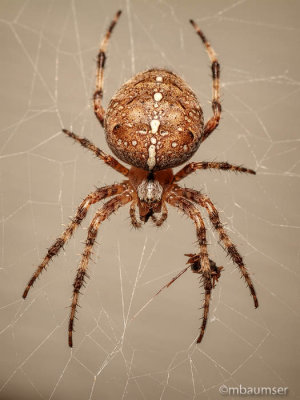Big Ugly Spider By My Door