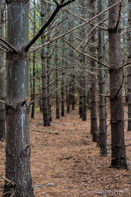 Cheesequake State Park, NJ (Blue Trail) 82698