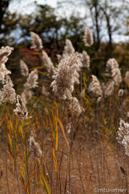 Cheesequake State Park, NJ (Blue Trail) 82711
