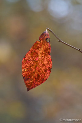 Cheesequake State Park, NJ (Blue Trail) 82781