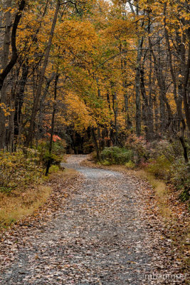 Cheesequake State Park, NJ (Blue Trail) 82795