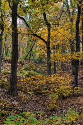Cheesequake State Park, NJ (Blue Trail) 82824